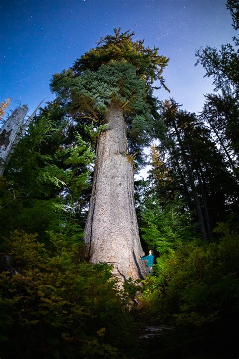 Giant Spruce Tree! .